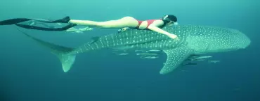 maratua dive trips