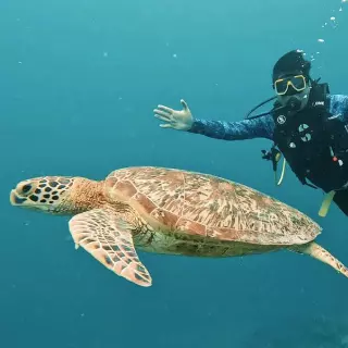 snorkeling tour