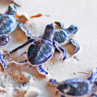 sea turtle hatchery