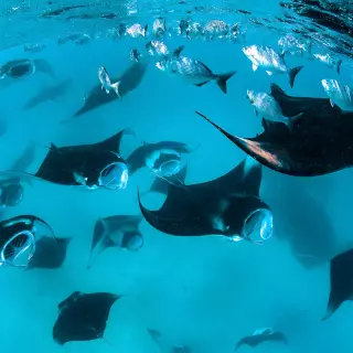 diving maratua