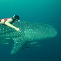maratua dive trips