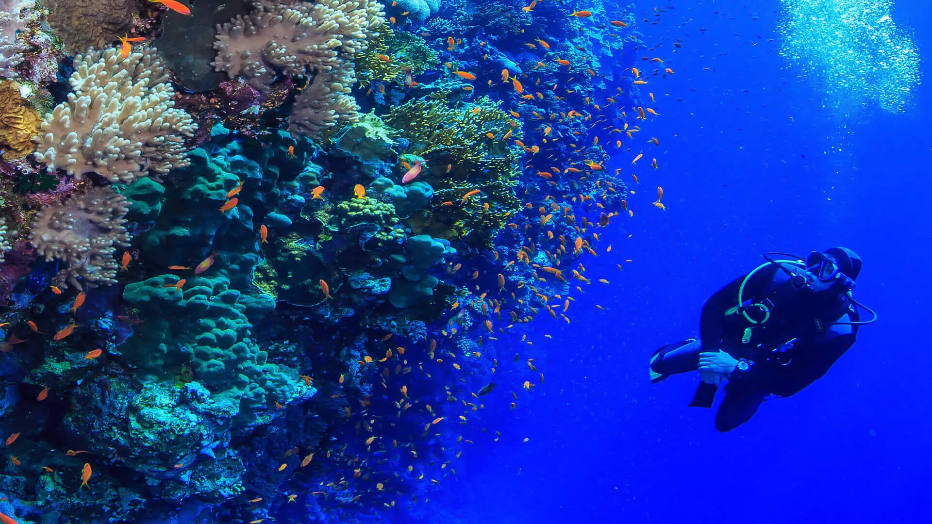 dive center 04113151063