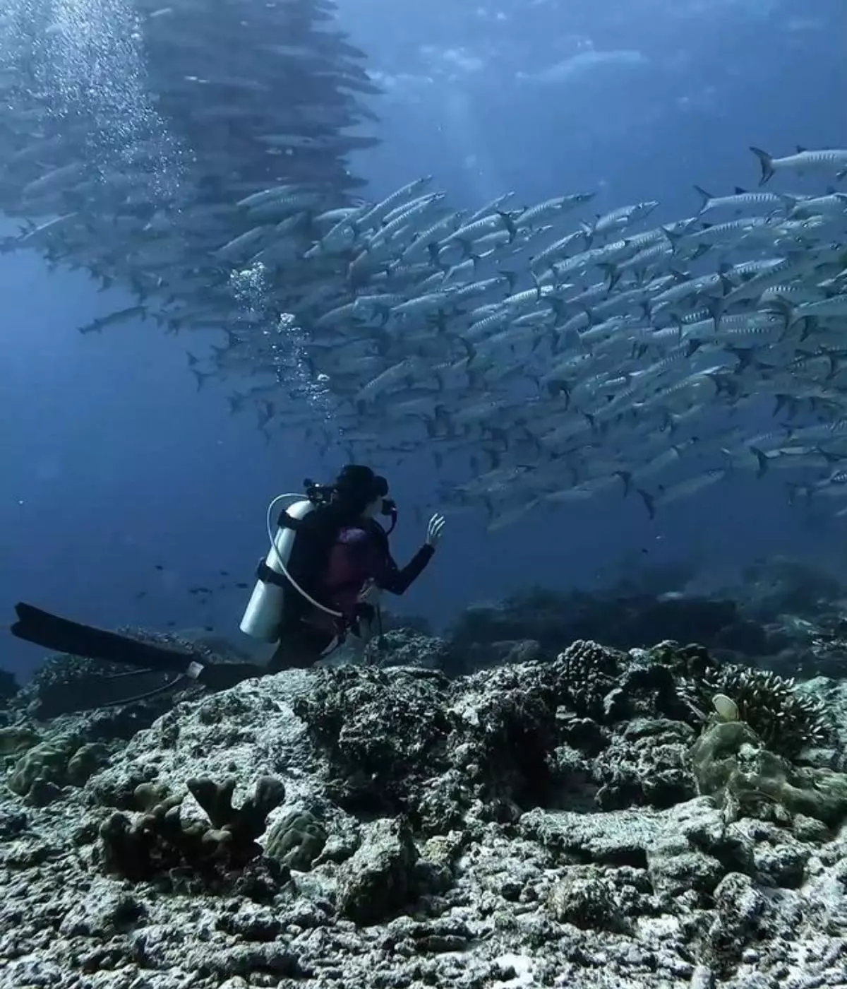 Explore Maratua Island with Sienna Resort’s Scuba Dive Vacation Packages