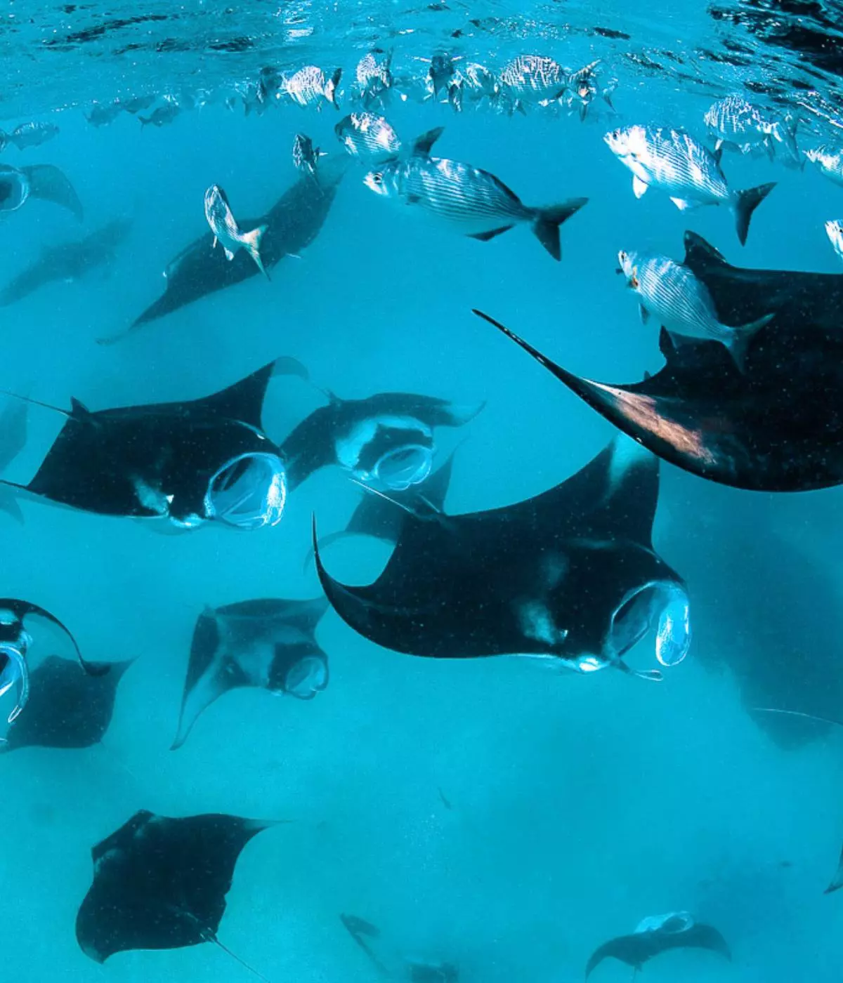 Manta Ray Snorkeling Experiences at Sienna Resort, Maratua Island