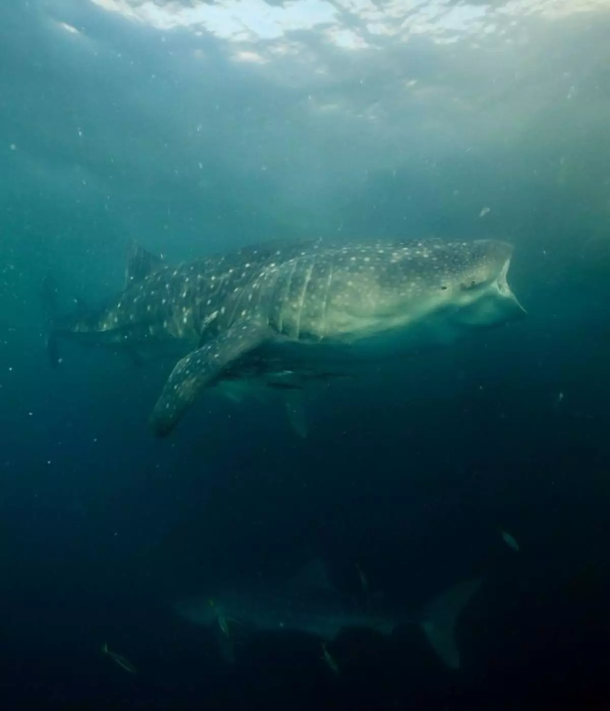 Sienna Resort Maratua: Your Destination for Unforgettable Whale Shark Dives