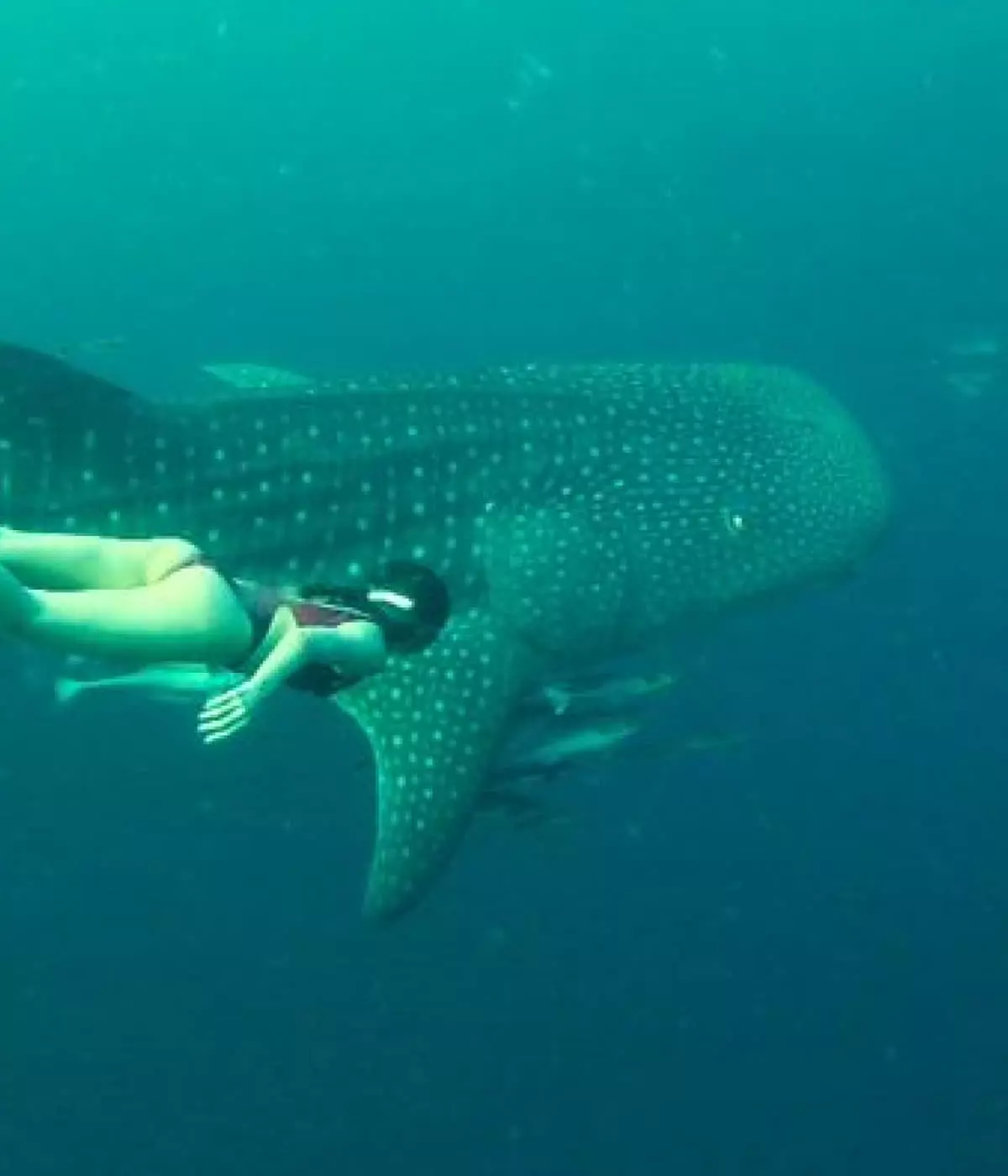 Scuba Diving Trip: Sienna Resort's Exclusive Whale Shark Experience