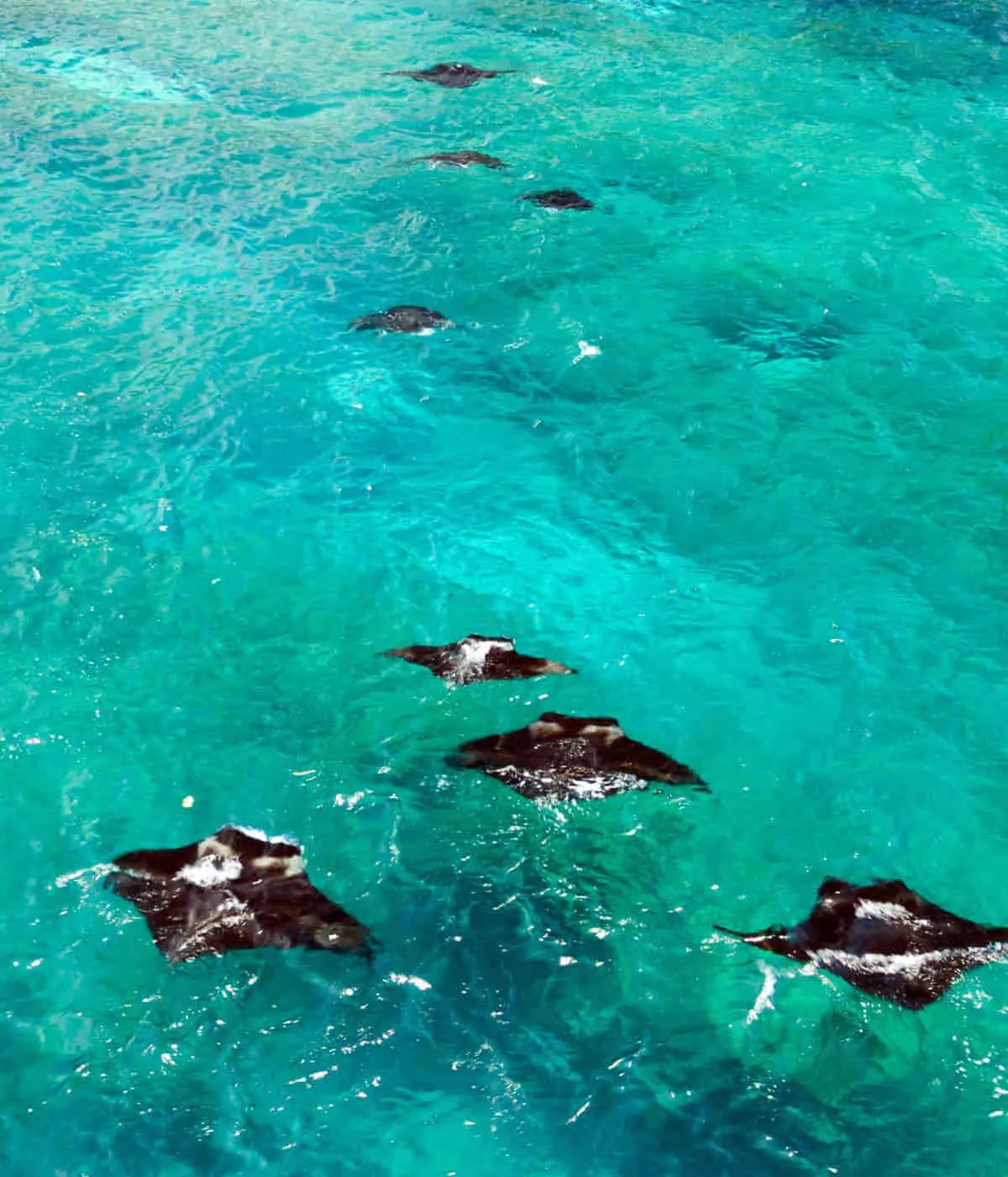 Sienna Resort's Aquatic Wonders: Up Close with Sea Turtles and Manta Rays