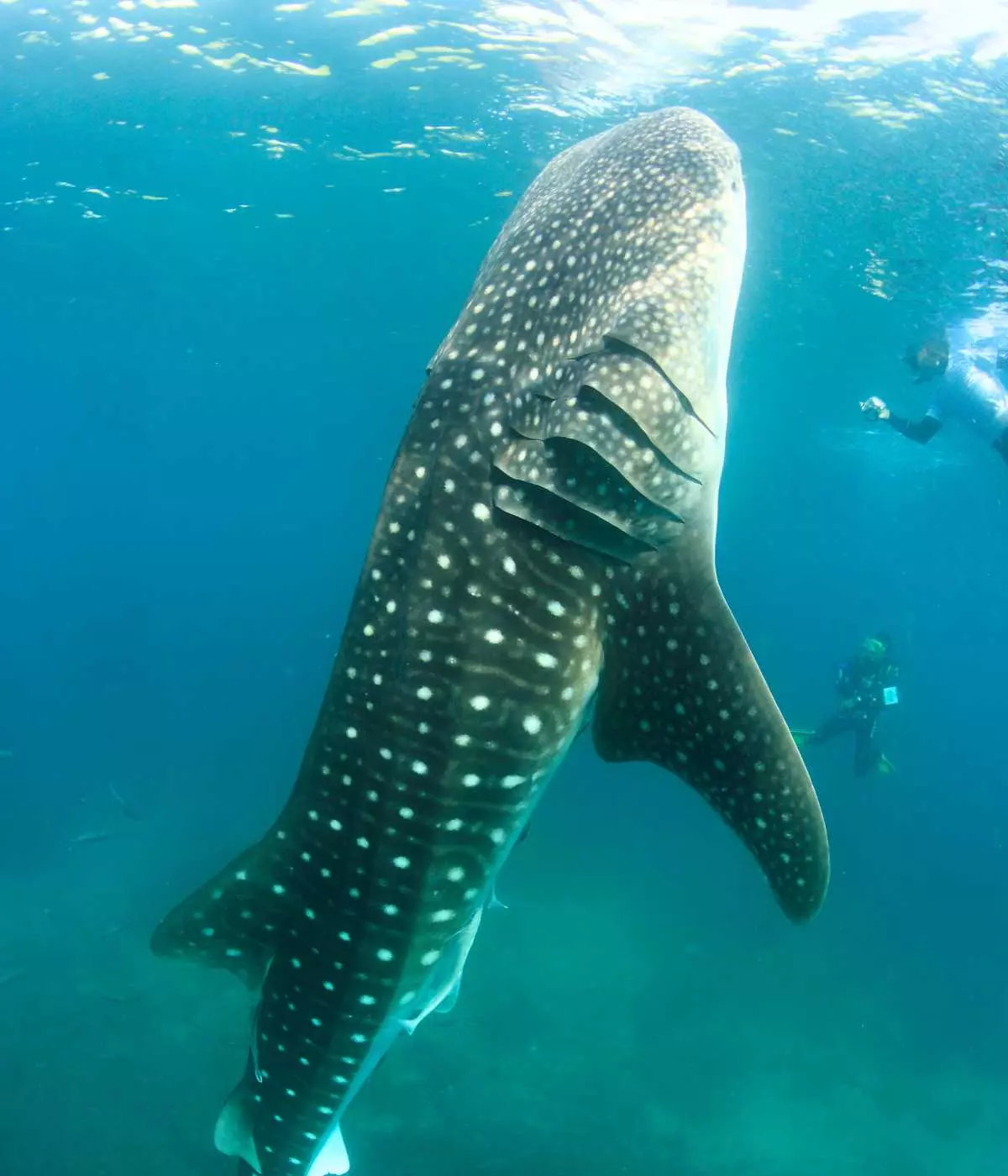 Scuba Dive Maratua, From Pristine Coral Walls to Thrilling Shark Encounters