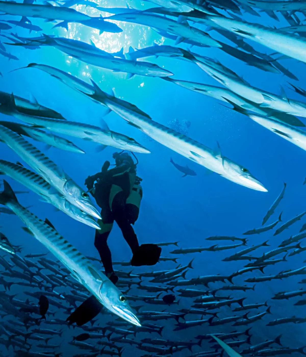 Barracuda Point, Kakaban Island – A Diver's Haven Awaits