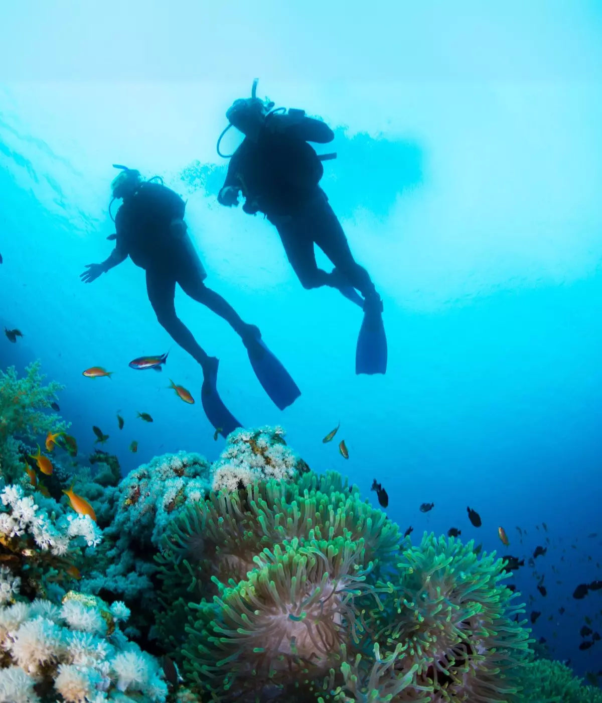 Indonesia Diving Season, A Deep Dive into the Best Times and Sites to Explore