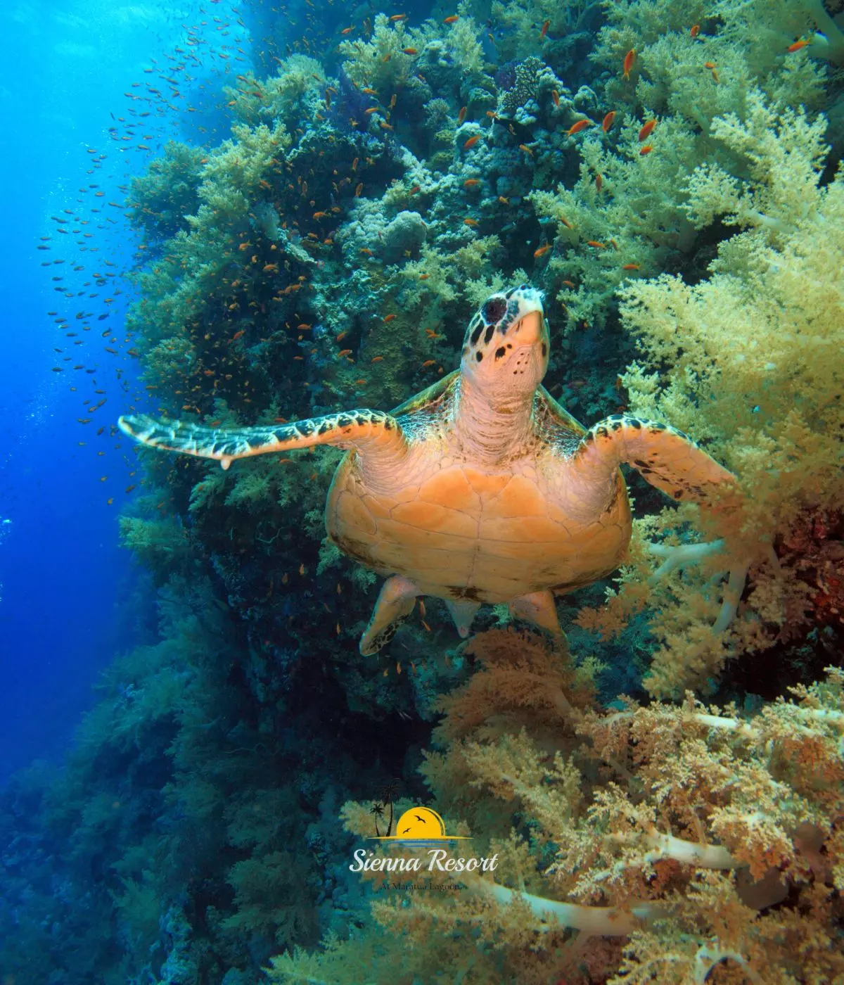 From Sharks to Turtles, Marine Life to See When Diving at Maratua Island
