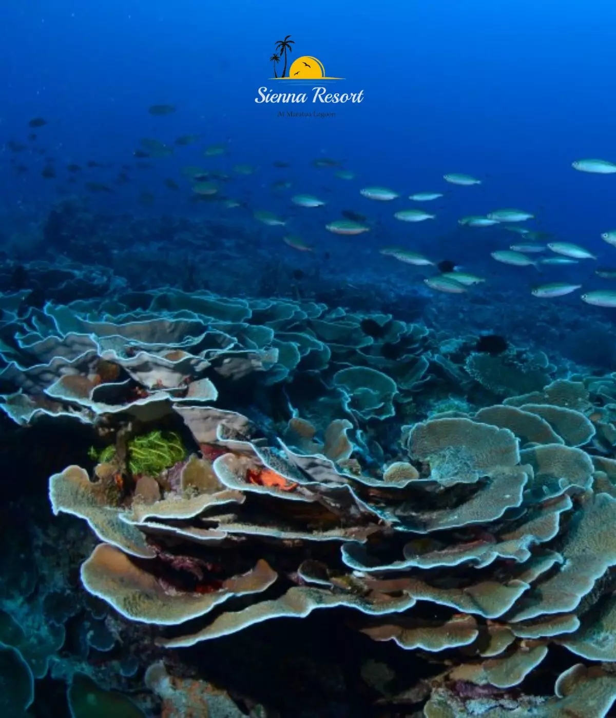 Sienna Resort’s Ultimate Guide to Maratua Island's Best Diving Spots