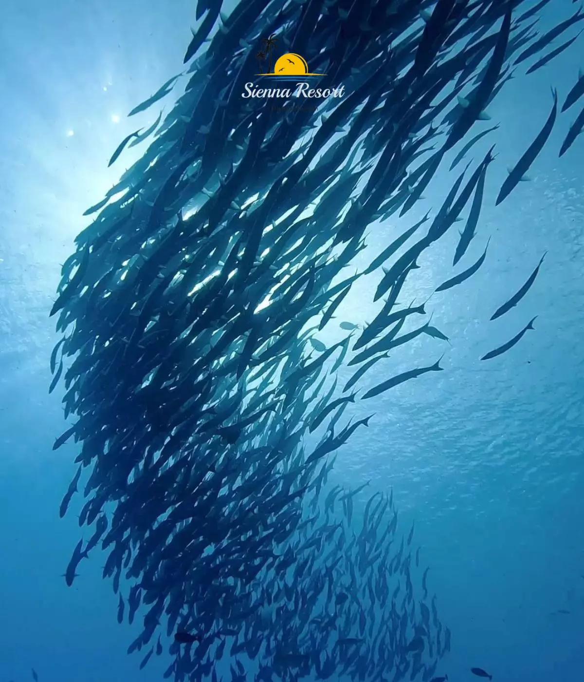 The Channel Dive Site Maratua Island, A Diver’s Favorite Near Sienna Resort!