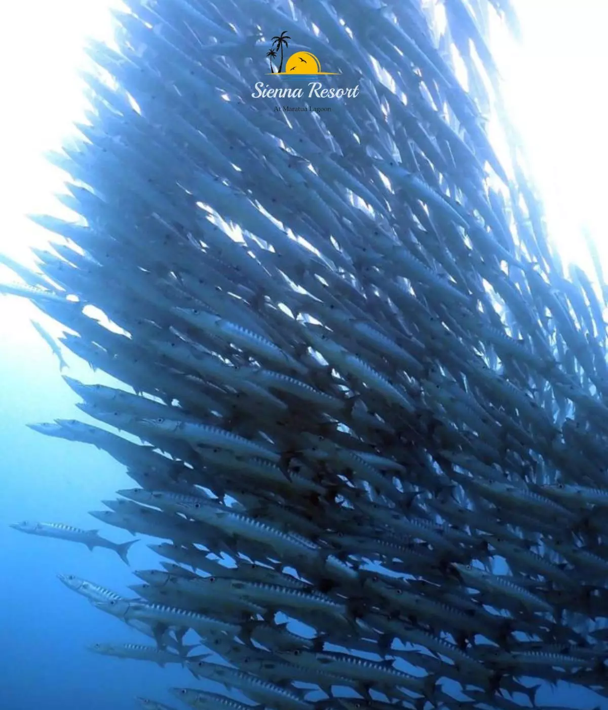 Dive Into the Barracuda Tornado, A Once-in-a-Lifetime Maratua Adventure