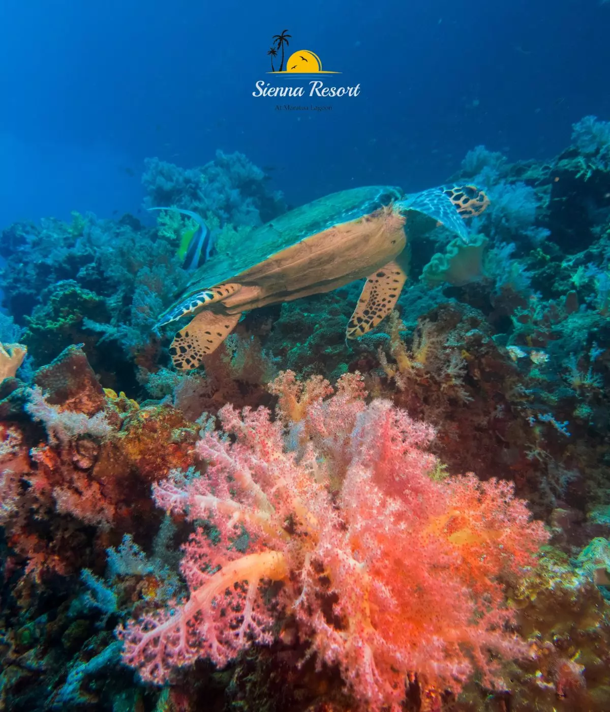 Swimming with Turtles and Mantas: What You Can Expect in Maratua with Sienna Resort