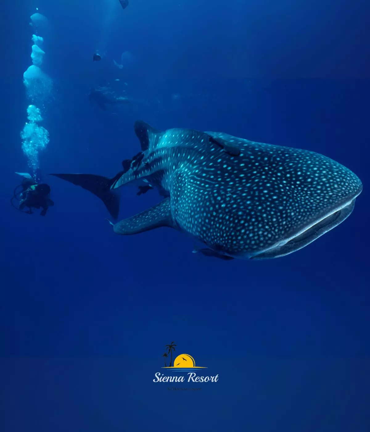 A Diver’s Guide to Whale Shark Tours from Sienna Resort Maratua