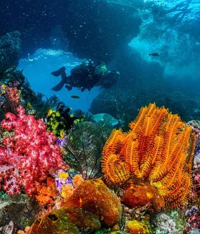 Best Diving Time in Indonesia: From Bali to Maratua, Here’s the Guide