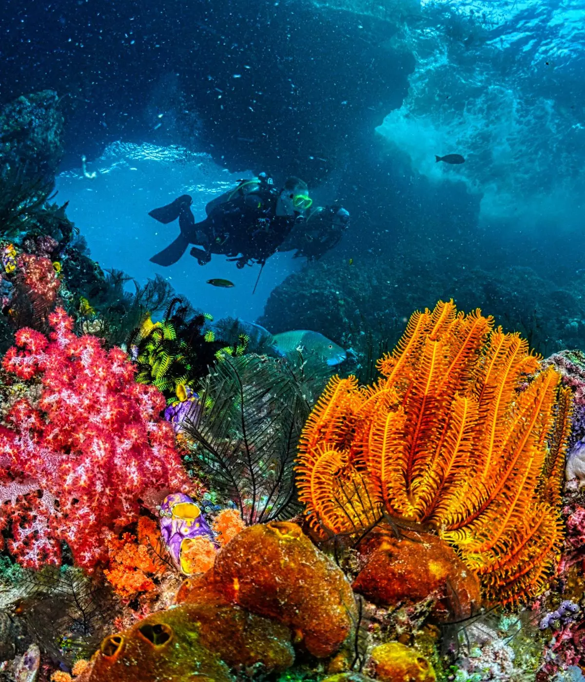 Best Diving Time in Indonesia: From Bali to Maratua, Here’s the Guide