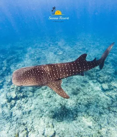 Top 6 Marine Species You Can Encounter While Diving in Maratua