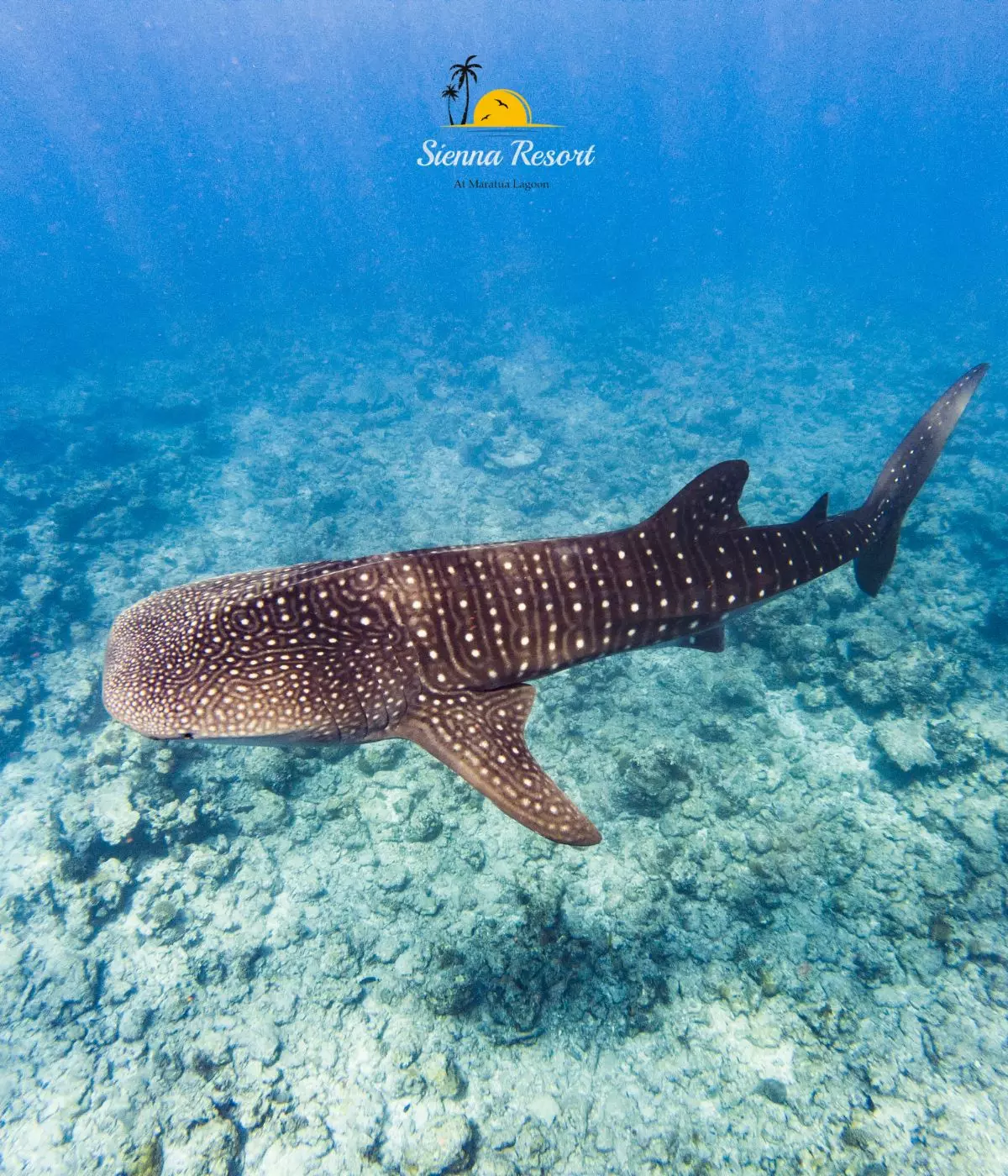 Top 6 Marine Species You Can Encounter While Diving in Maratua