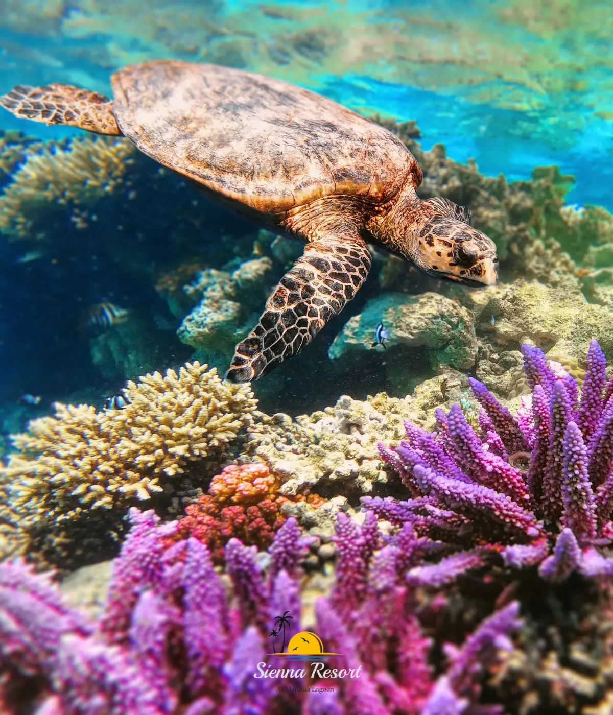 Diving and Snorkeling in Maratua, Exploring One of Indonesia’s Richest Marine Ecosystems