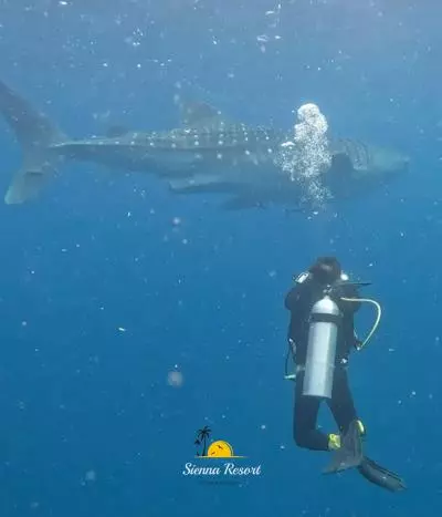 Maratua Whale Shark Experience, The Ultimate Guide to Swimming with Gentle Giants