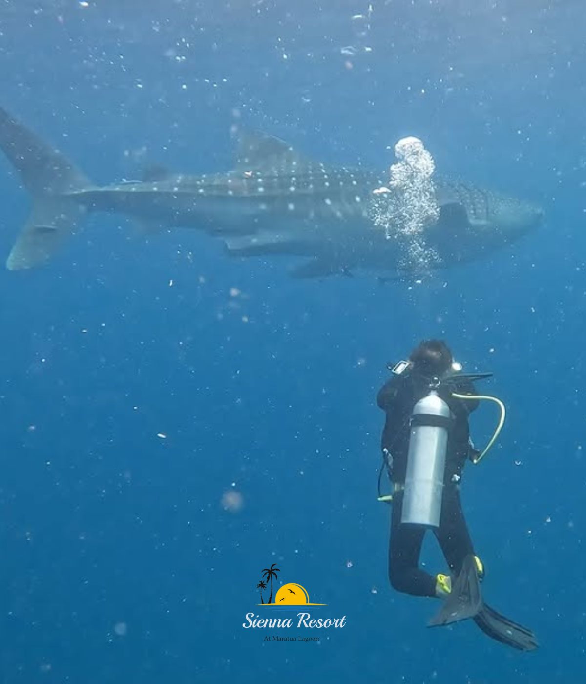 Maratua Whale Shark Experience, The Ultimate Guide to Swimming with Gentle Giants