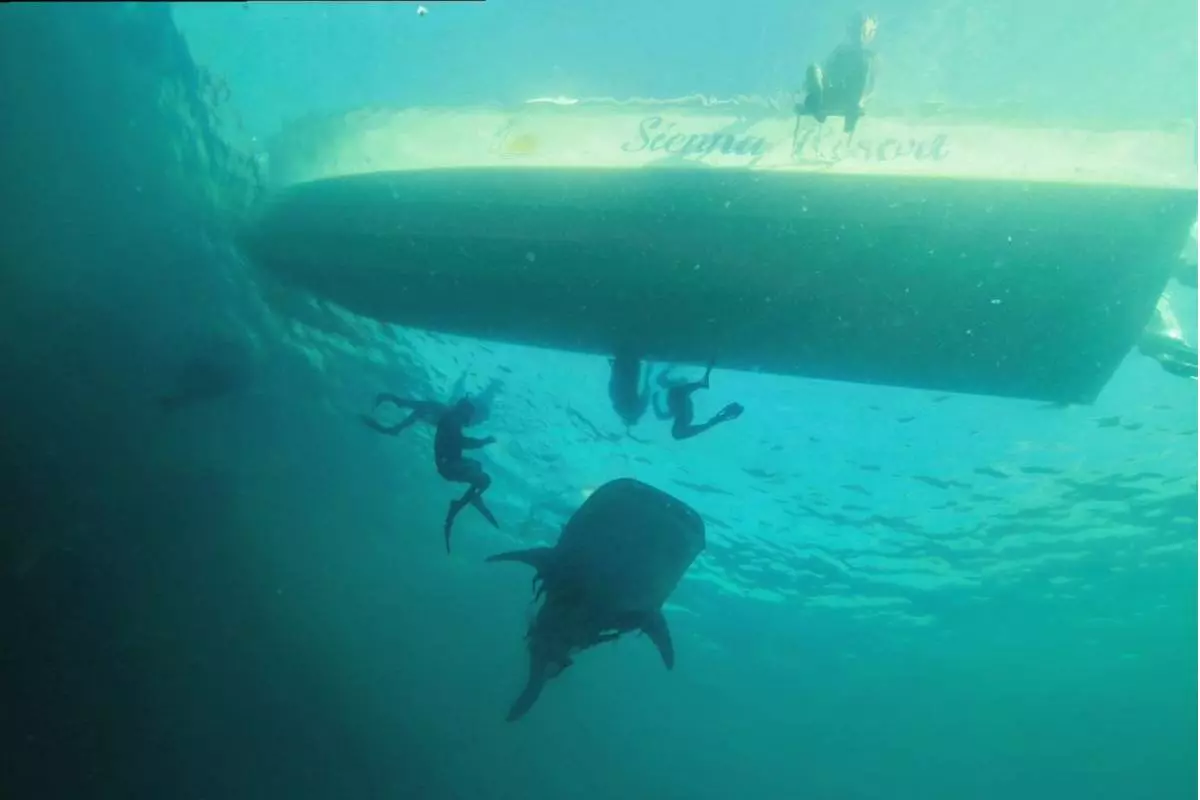 What to Expect During Your Dive