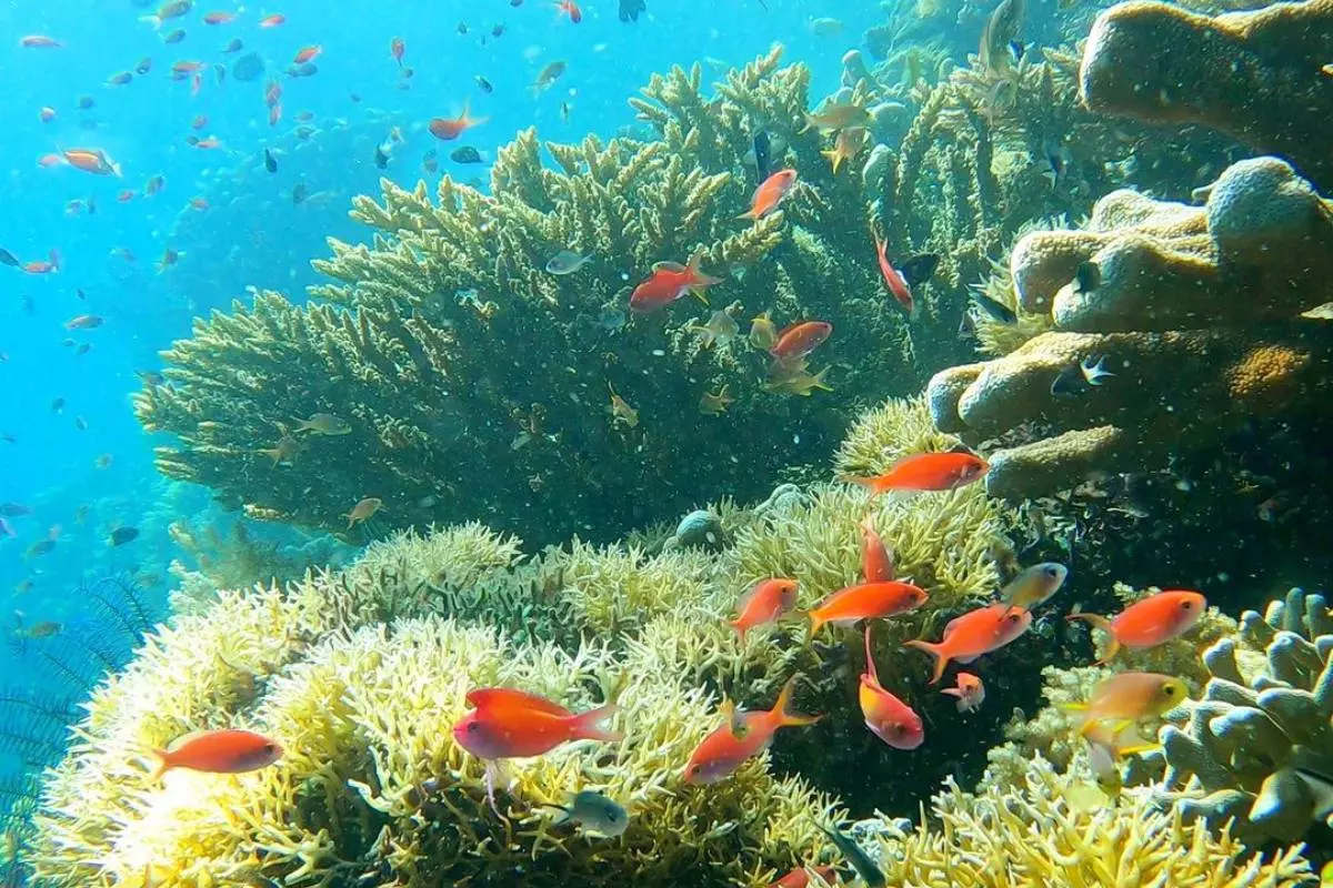 Experience the Underwater Wonderland