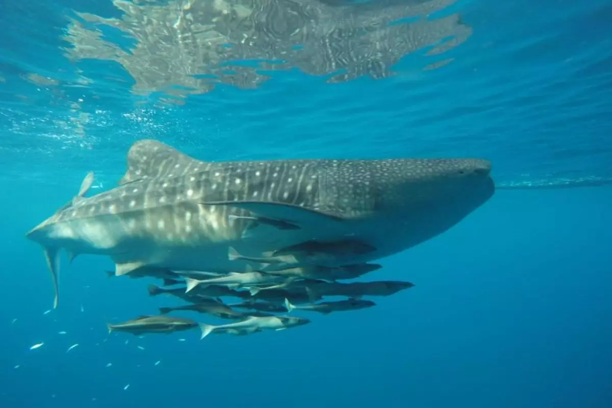 Whale Sharks, The Gentle Giants of the Sea