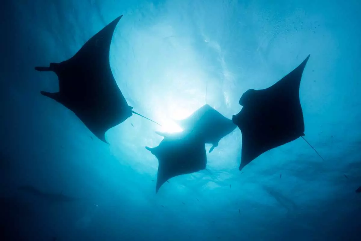 Discover the Majesty of Manta Rays