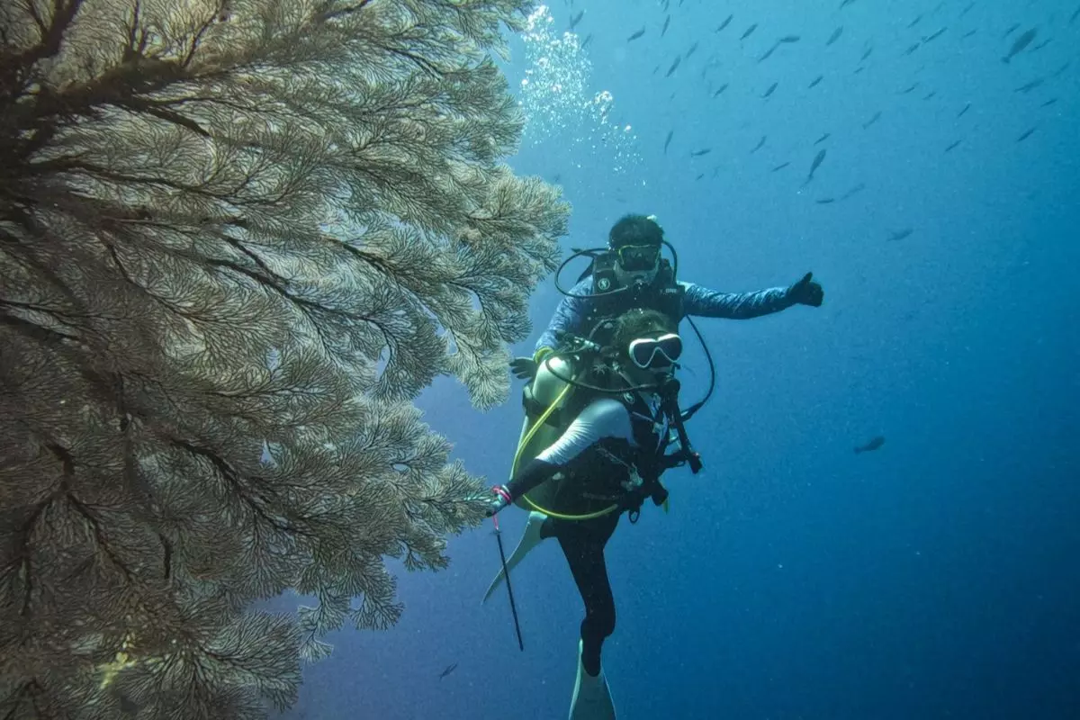 Experience the Underwater Wonderland