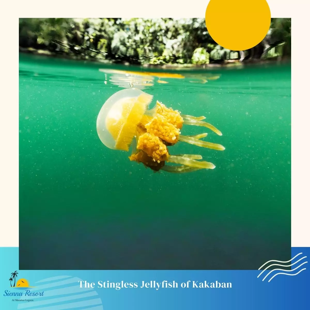 The Stingless Jellyfish of Kakaban