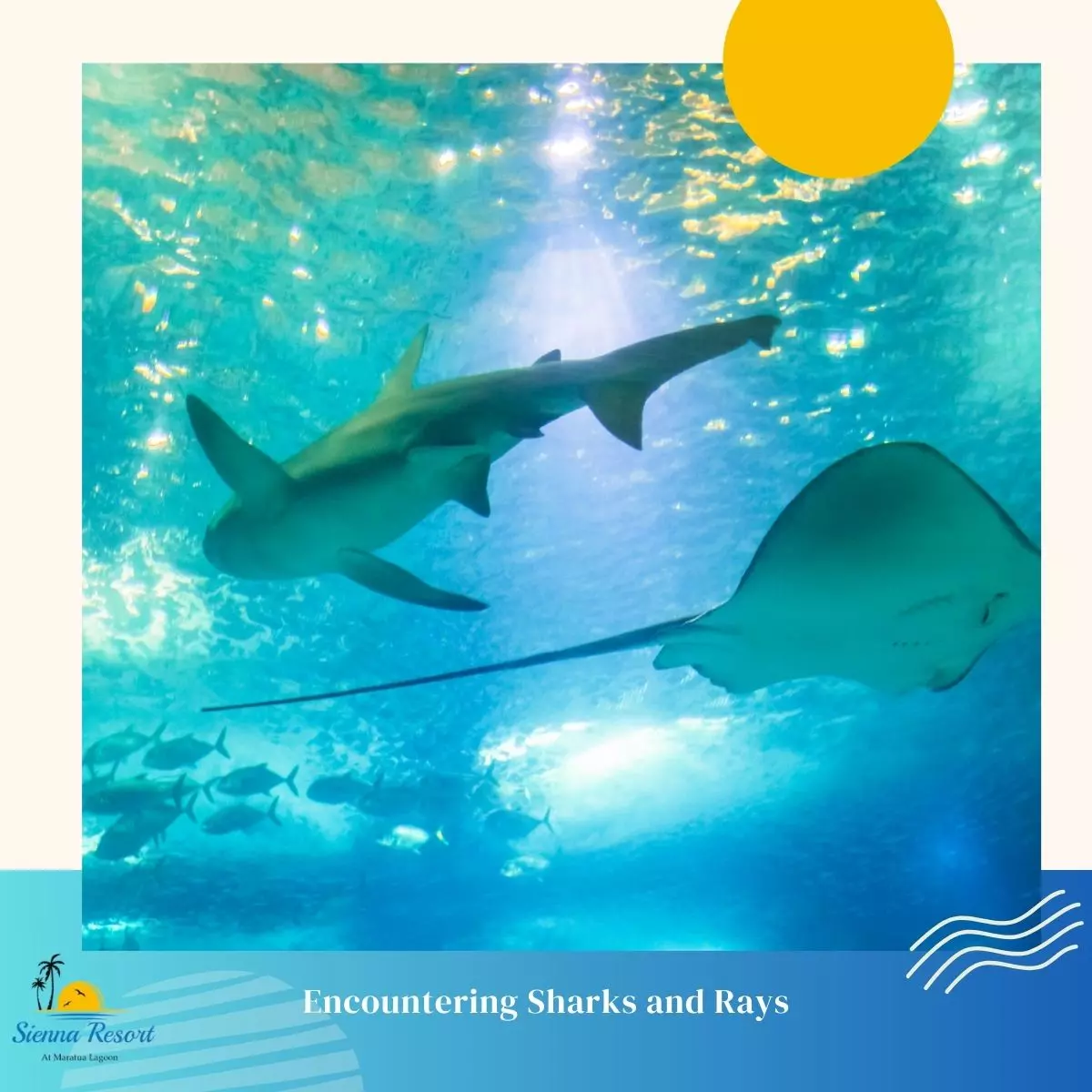 Dive Into Adventure: Encountering Sharks and Rays