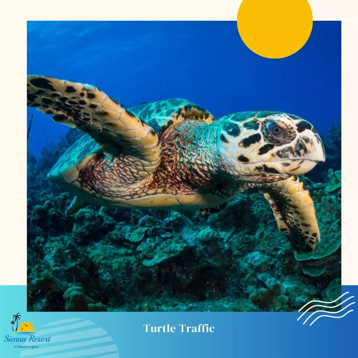 Turtle Traffic: Maratua