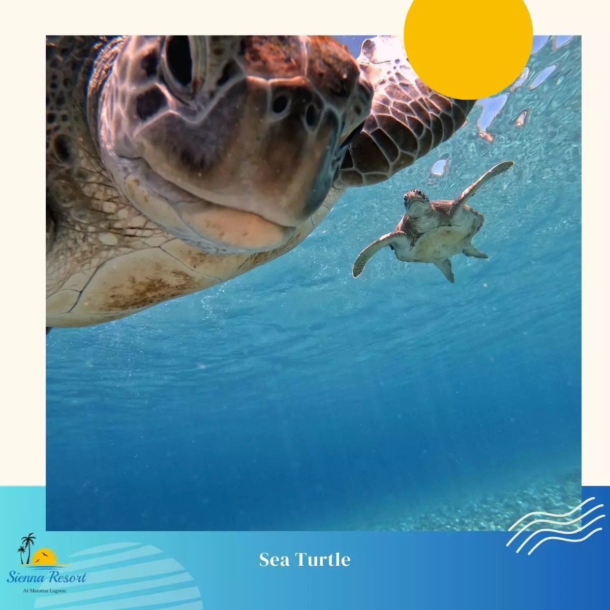 Sea Turtle Conservation, A Vital Mission