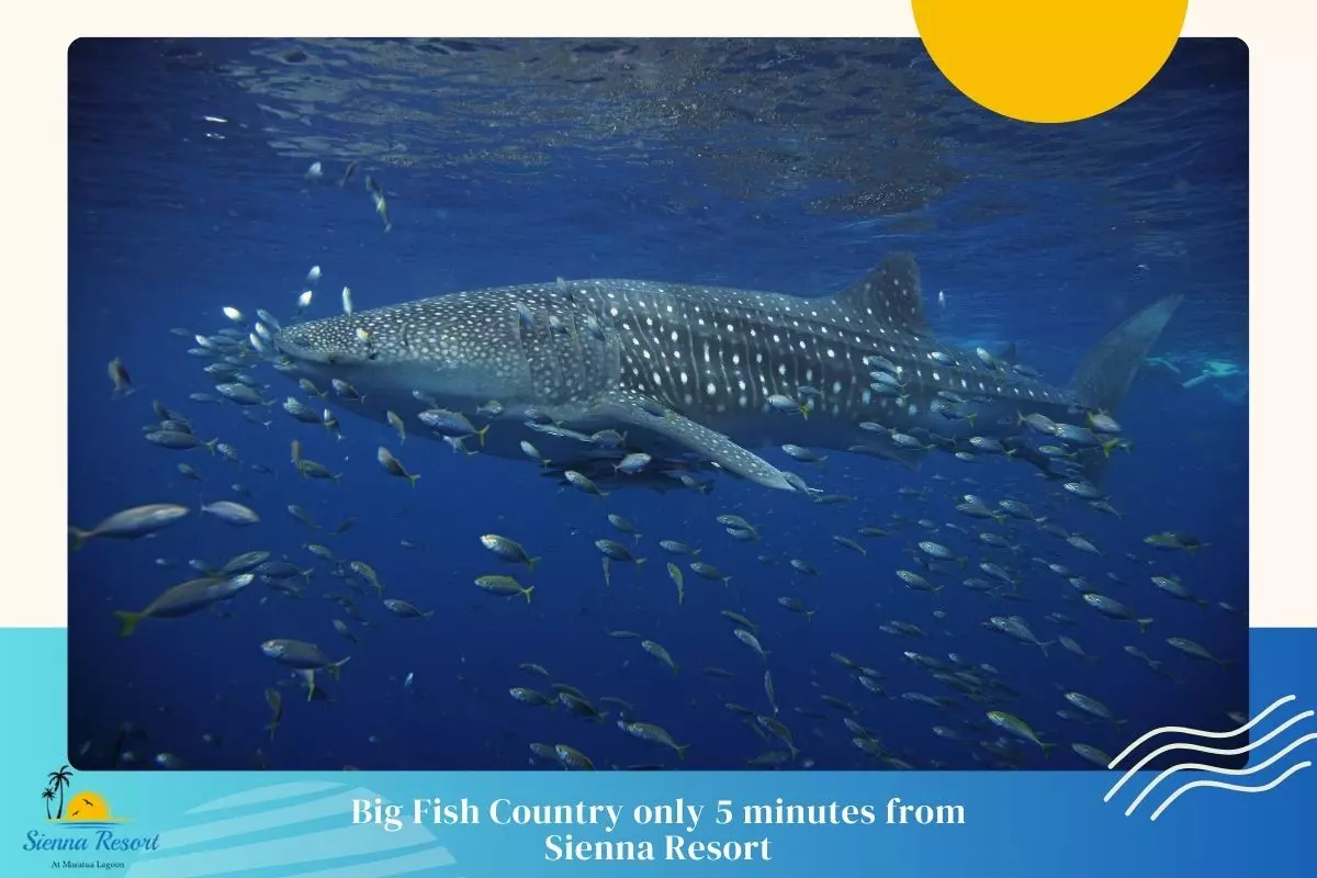 1. Big Fish Country/ The Channel, Maratua