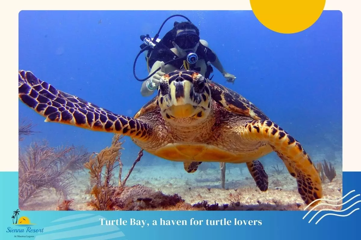 2. Turtle Bay, A Haven for Turtle Lovers