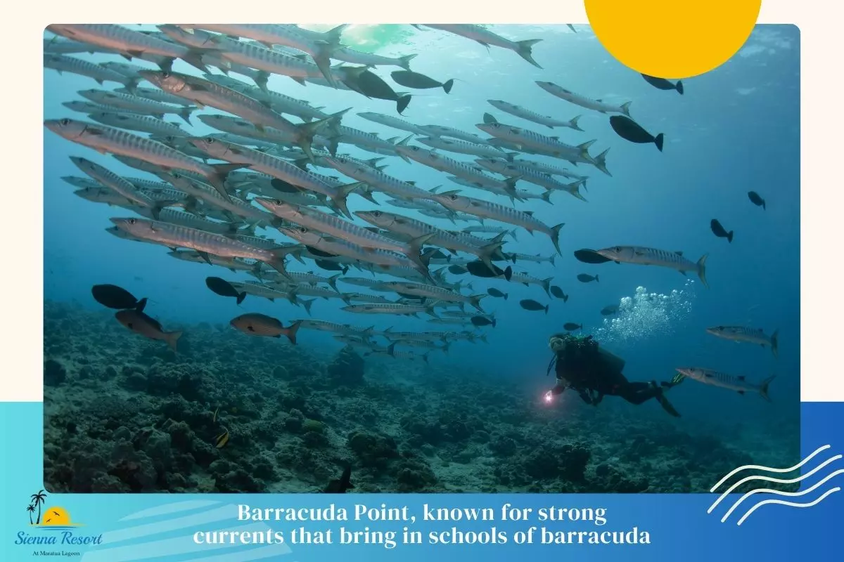 7. Barracuda Point, A High-Action Drift Dive