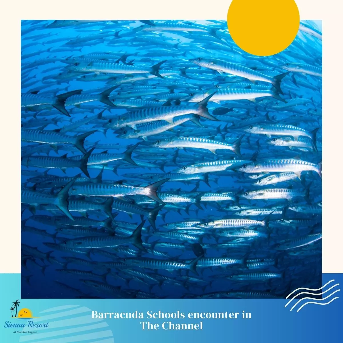 Marine Life Encounters at The Channel