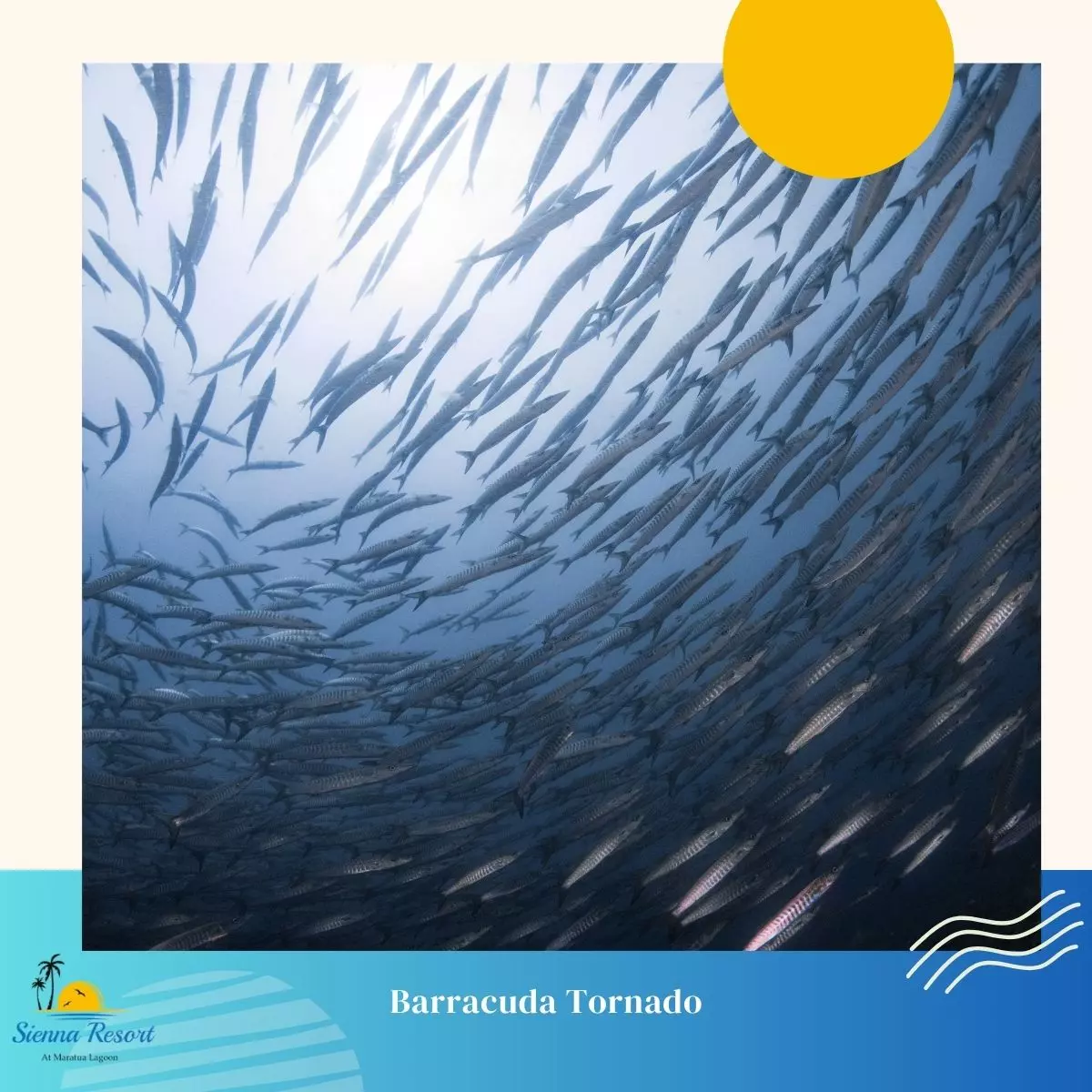 What Is the Barracuda Tornado?