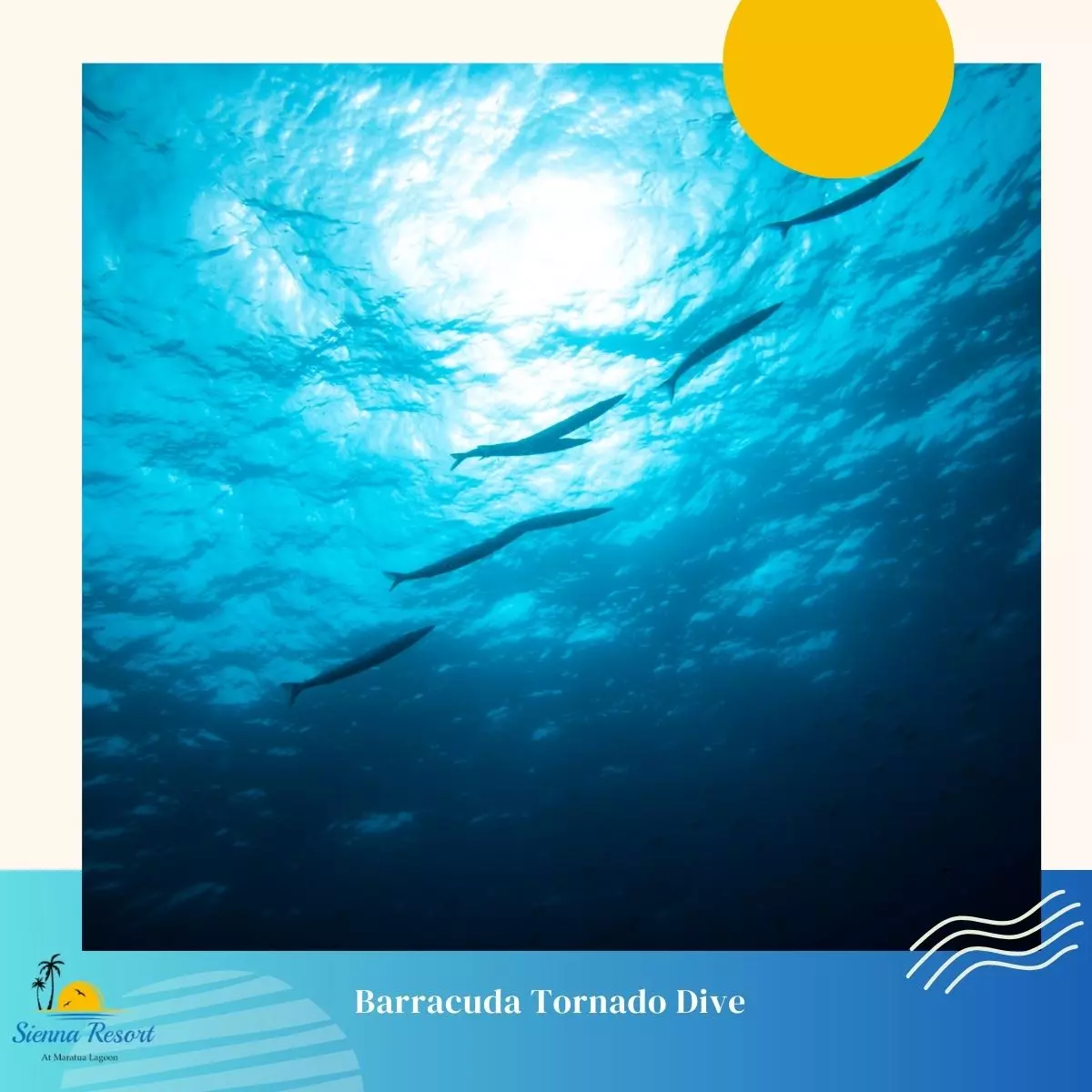 How to Prepare for Your Barracuda Tornado Dive