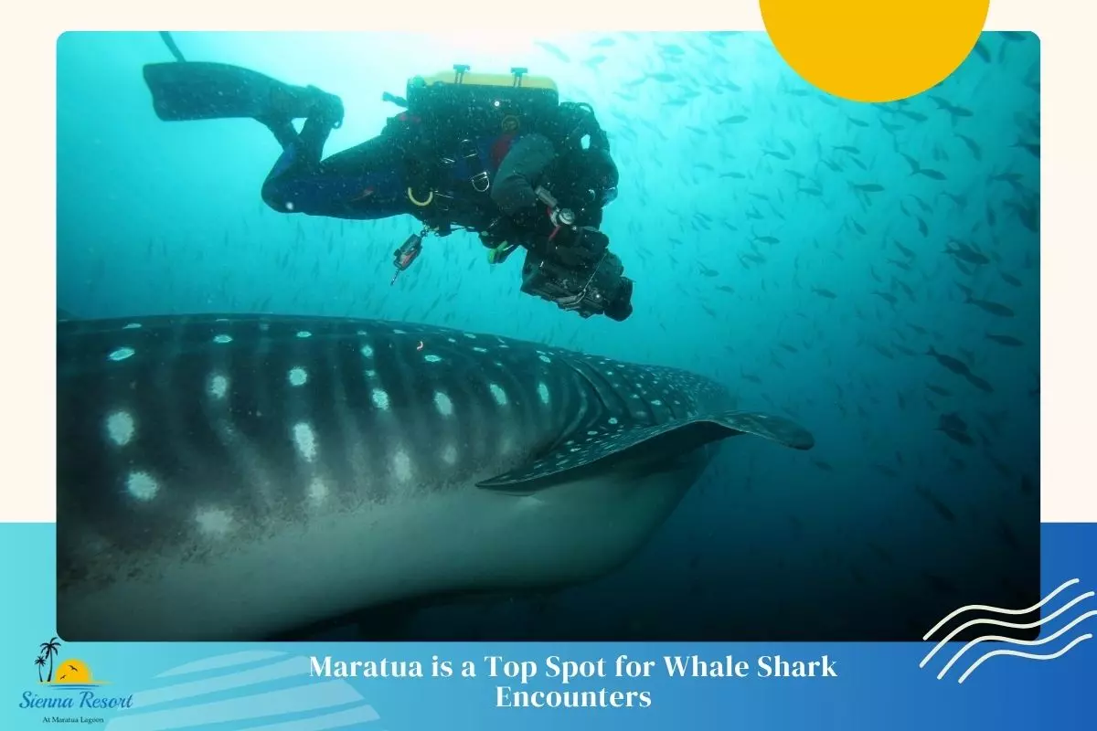 Why Maratua is a Top Spot for Whale Shark Encounters
