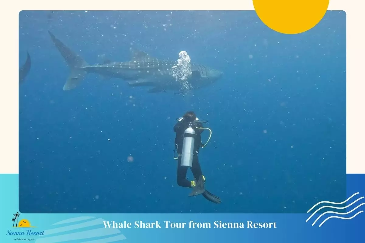Planning Your Whale Shark Tour from Sienna Resort