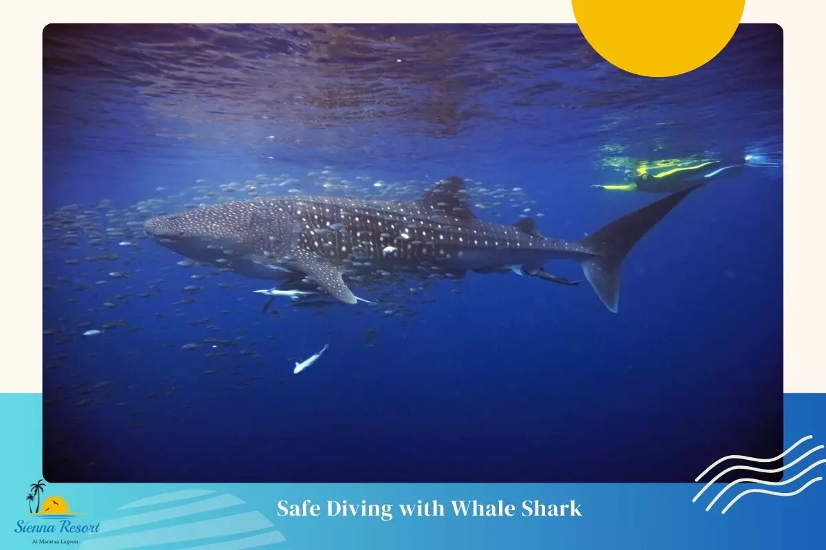 Diving Tips for a Safe and Responsible Encounter