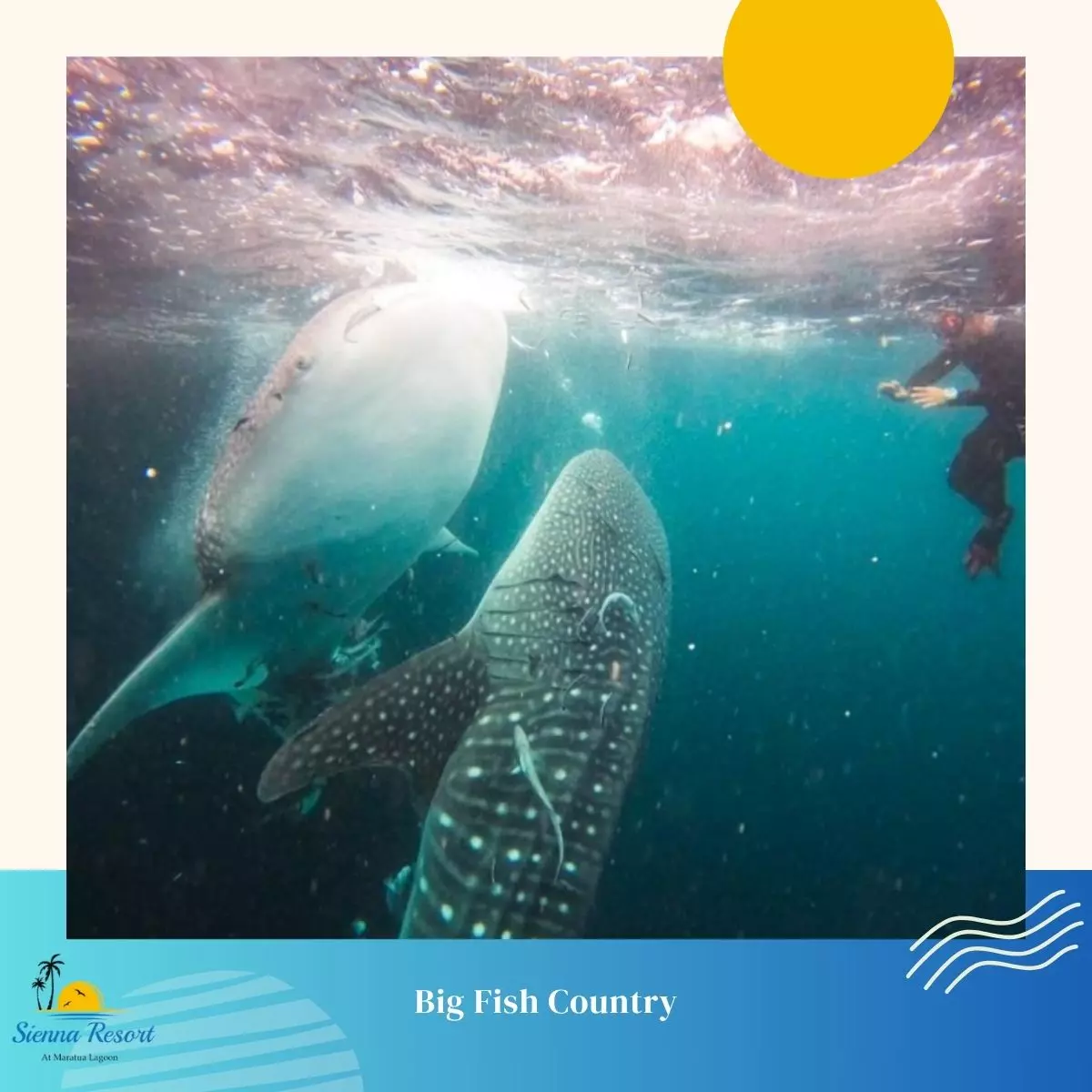Why Big Fish Country Is a Bucket-List Dive Site