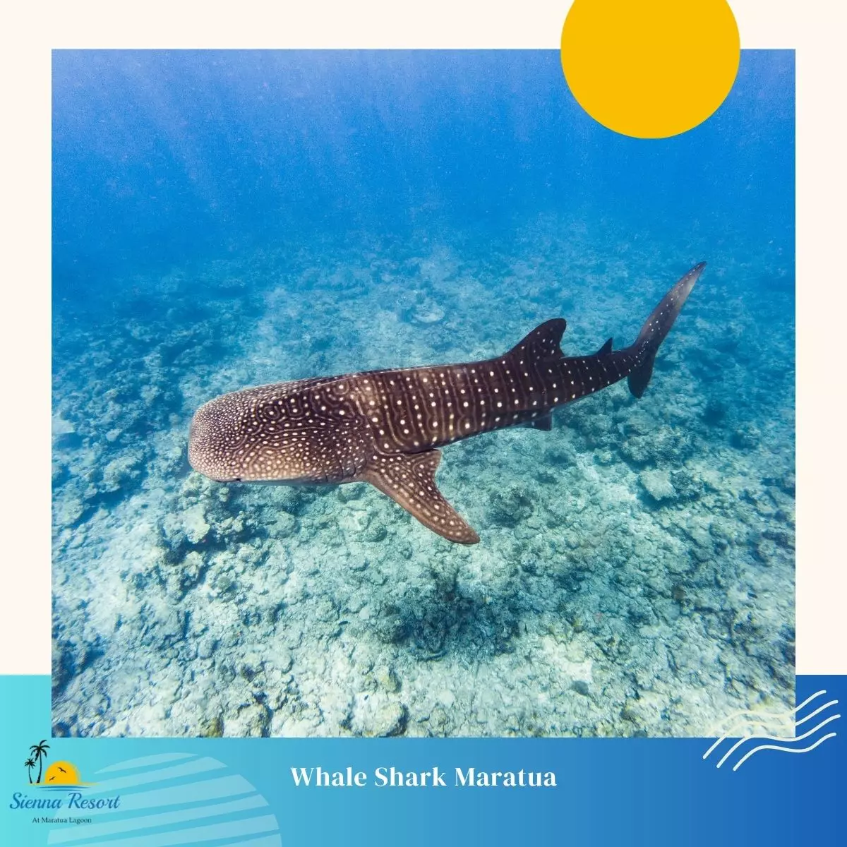 1. Whale Sharks
