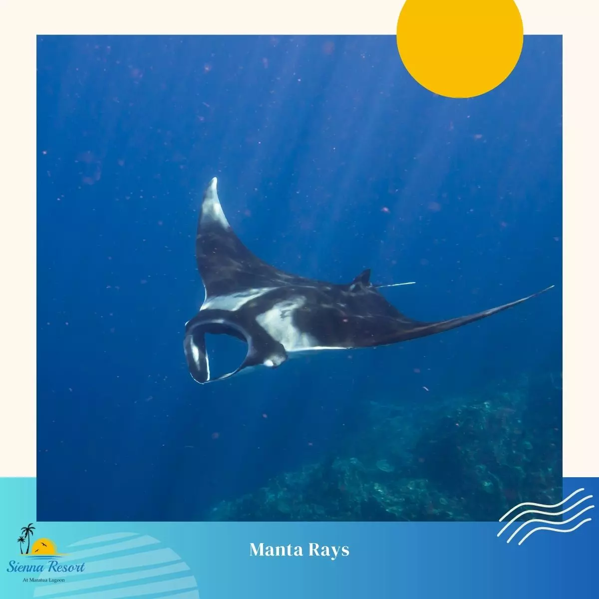 2. Manta Rays
