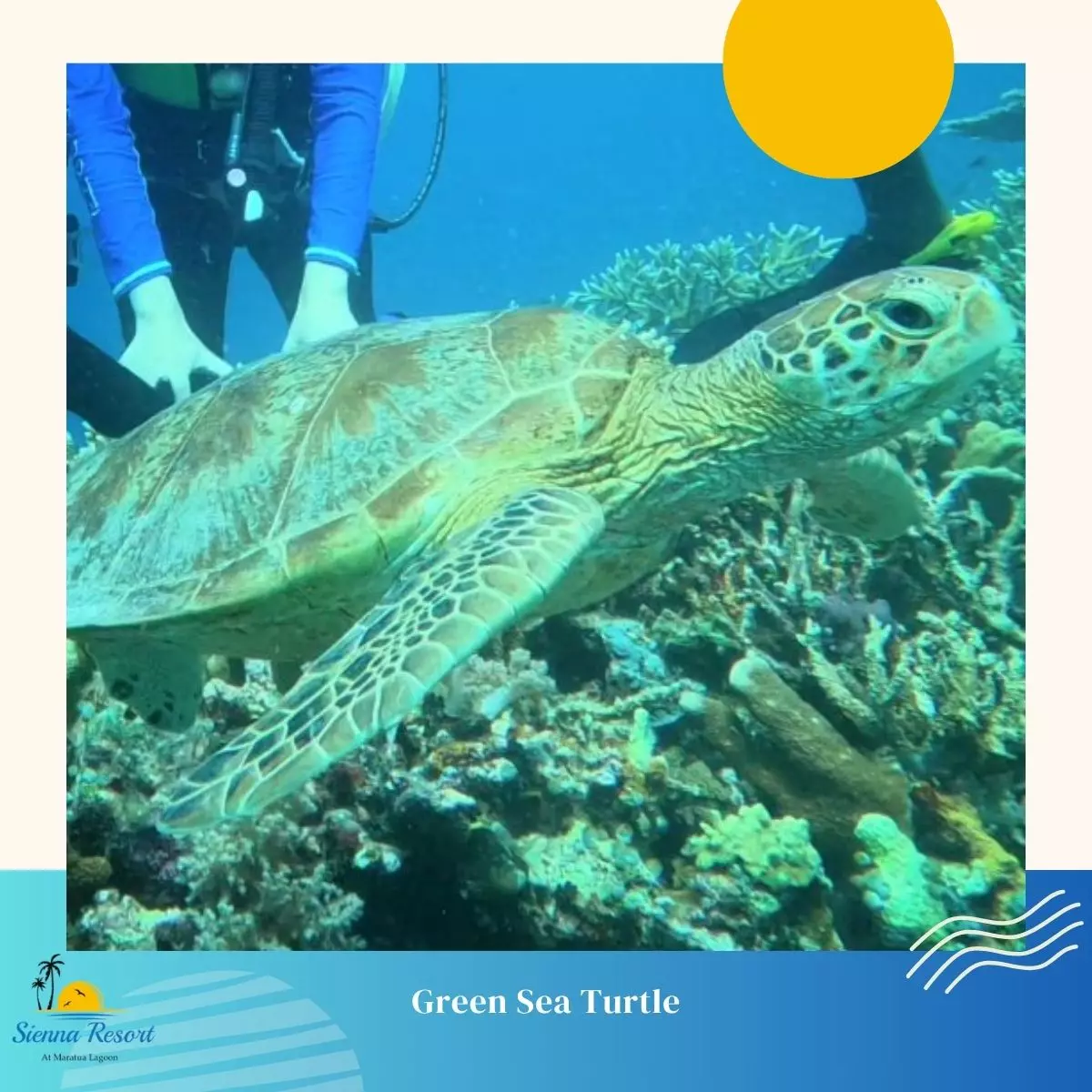 3. Green Sea Turtles