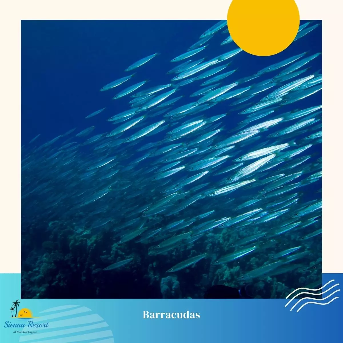 4. Barracudas